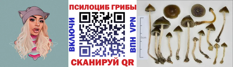Псилоцибиновые грибы Cubensis  Южноуральск 